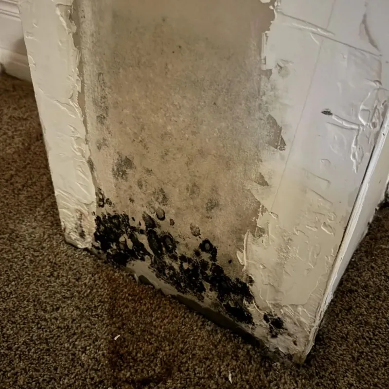 Professional Mold Removal in Hamlet, NC